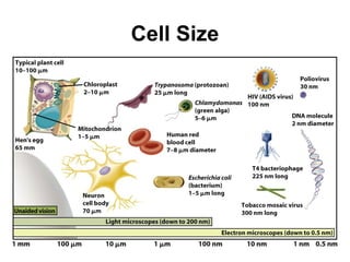Cell Size
 
