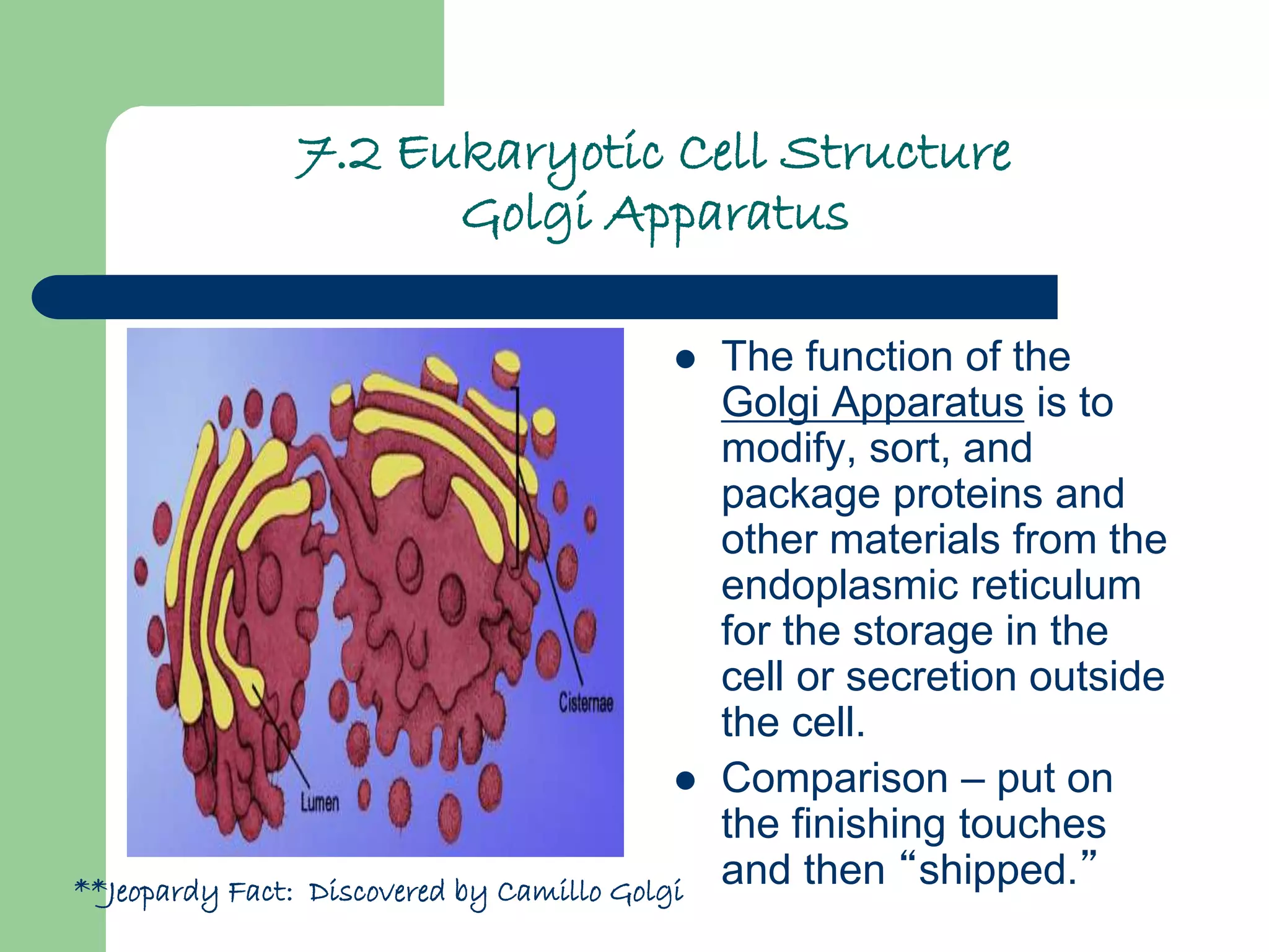 7.2 Eukaryotic Cell Structure
Golgi Apparatus
 The function of the
Golgi Apparatus is to
modify, sort, and
package proteins and
other materials from the
endoplasmic reticulum
for the storage in the
cell or secretion outside
the cell.
 Comparison – put on
the finishing touches
and then “shipped.”**Jeopardy Fact: Discovered by Camillo Golgi
 