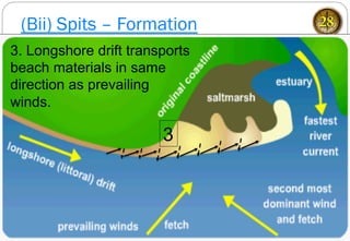 (Bii) Spits – Formation 28
3
3. Longshore drift transports
beach materials in same
direction as prevailing
winds.
 