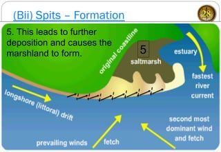 (Bii) Spits – Formation 28
5
5. This leads to further
deposition and causes the
marshland to form.
 