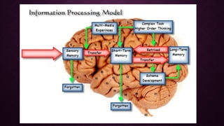 Comprehensive Overview of Human Memory Processes and Models | PPT