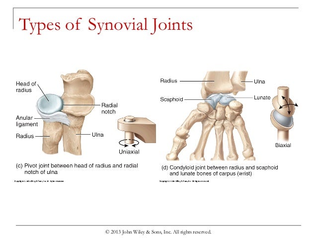 Os Multangular Joint Chapter 7. Imaging Of Joints – Anatomy, Joints – AVXVI