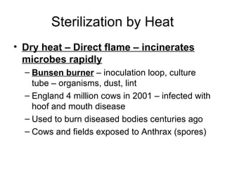 Sterilization by Heat Dry heat – Direct flame – incinerates microbes rapidly Bunsen burner  – inoculation loop, culture tube – organisms, dust, lint England 4 million cows in 2001 – infected with hoof and mouth disease Used to burn diseased bodies centuries ago Cows and fields exposed to Anthrax (spores) 