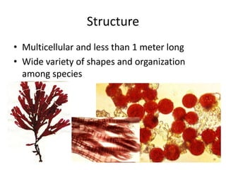 Structure
• Multicellular and less than 1 meter long
• Wide variety of shapes and organization
  among species
 