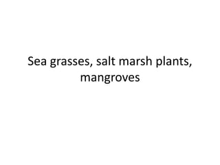 Sea grasses, salt marsh plants,
         mangroves
 