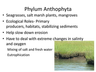 Phylum Anthophyta
• Seagrasses, salt marsh plants, mangroves
• Ecological Roles- Primary
  producers, habitats, stabilizin...