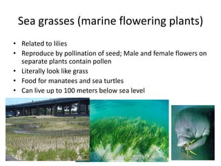 Sea grasses (marine flowering plants)
• Related to lilies
• Reproduce by pollination of seed; Male and female flowers on
 ...
