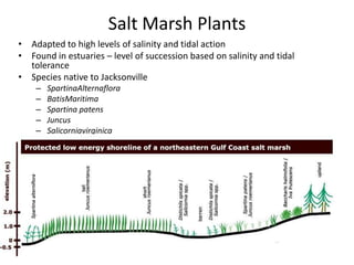 Salt Marsh Plants
• Adapted to high levels of salinity and tidal action
• Found in estuaries – level of succession based o...