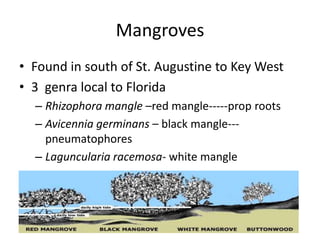 Mangroves
• Found in south of St. Augustine to Key West
• 3 genra local to Florida
  – Rhizophora mangle –red mangle-----p...