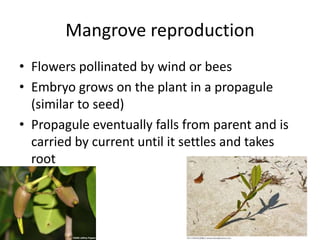 Mangrove reproduction
• Flowers pollinated by wind or bees
• Embryo grows on the plant in a propagule
  (similar to seed)
...