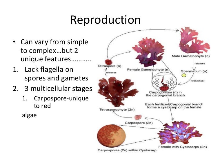 Chapter 7 multicellular plants