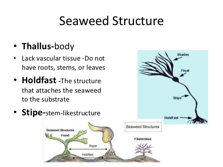 Chapter 7 multicellular plants