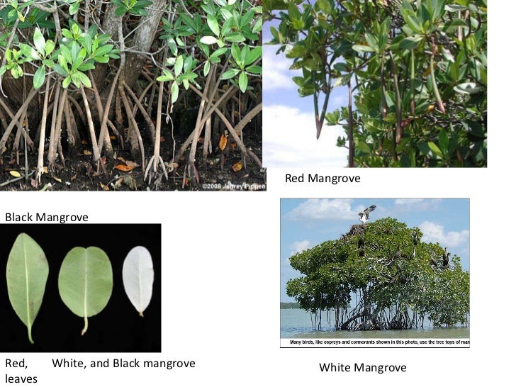 Chapter 7 Multicellular Plants