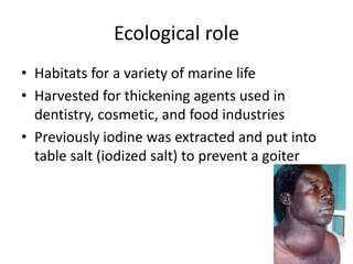 Ecological role
• Habitats for a variety of marine life
• Harvested for thickening agents used in
  dentistry, cosmetic, and food industries
• Previously iodine was extracted and put into
  table salt (iodized salt) to prevent a goiter
 