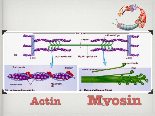 Expose Myosin Binding Sites On Actin Myofilaments. Chapter 7 muscular