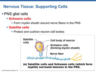Nervous Tissue: Supporting Cells
 PNS glial cells
 Schwann cells
 Form myelin sheath around nerve fibers in the PNS
 Satellite cells
 Protect and cushion neuron cell bodies
© 2018 Pearson Education, Inc.
 