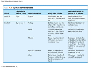 Table 7.3 Spinal Nerve Plexuses (1 of 3)
© 2018 Pearson Education, Inc.
 