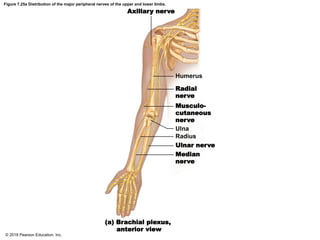 Figure 7.25a Distribution of the major peripheral nerves of the upper and lower limbs.
Axillary nerve
Humerus
Radial
nerve
Musculo-
cutaneous
nerve
Ulna
Radius
Ulnar nerve
Median
nerve
(a) Brachial plexus,
anterior view
© 2018 Pearson Education, Inc.
 