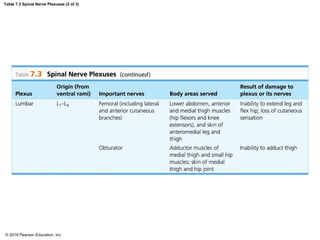Table 7.3 Spinal Nerve Plexuses (2 of 3)
© 2018 Pearson Education, Inc.
 