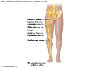 Figure 7.25b Distribution of the major peripheral nerves of the upper and lower limbs.
Femoral nerve
Lateral femoral
cutaneous nerve
Obturator nerve
Femur
Anterior femoral
cutaneous nerve
Saphenous nerve
(b) Lumbar plexus,
anterior view
© 2018 Pearson Education, Inc.
 
