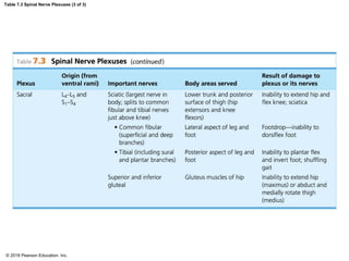 Table 7.3 Spinal Nerve Plexuses (3 of 3)
© 2018 Pearson Education, Inc.
 