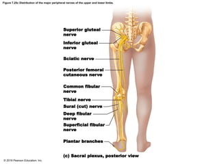 Figure 7.25c Distribution of the major peripheral nerves of the upper and lower limbs.
Superior gluteal
nerve
Inferior gluteal
nerve
Sciatic nerve
Posterior femoral
cutaneous nerve
Common fibular
nerve
Tibial nerve
Sural (cut) nerve
Deep fibular
nerve
Superficial fibular
nerve
Plantar branches
(c) Sacral plexus, posterior view
© 2018 Pearson Education, Inc.
 