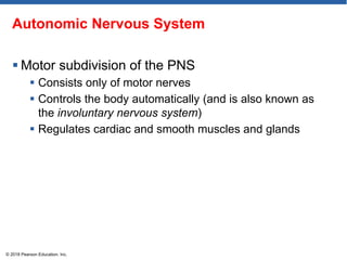 Autonomic Nervous System
 Motor subdivision of the PNS
 Consists only of motor nerves
 Controls the body automatically (and is also known as
the involuntary nervous system)
 Regulates cardiac and smooth muscles and glands
© 2018 Pearson Education, Inc.
 