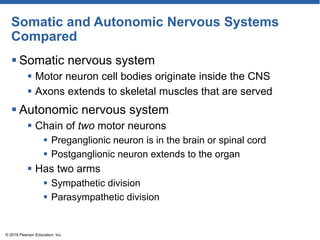 Somatic and Autonomic Nervous Systems
Compared
 Somatic nervous system
 Motor neuron cell bodies originate inside the CNS
 Axons extends to skeletal muscles that are served
 Autonomic nervous system
 Chain of two motor neurons
 Preganglionic neuron is in the brain or spinal cord
 Postganglionic neuron extends to the organ
 Has two arms
 Sympathetic division
 Parasympathetic division
© 2018 Pearson Education, Inc.
 