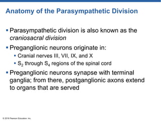 Anatomy of the Parasympathetic Division
 Parasympathetic division is also known as the
craniosacral division
 Preganglionic neurons originate in:
 Cranial nerves III, VII, IX, and X
 S2 through S4 regions of the spinal cord
 Preganglionic neurons synapse with terminal
ganglia; from there, postganglionic axons extend
to organs that are served
© 2018 Pearson Education, Inc.
 