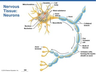 Nervous
Tissue:
Neurons
© 2018 Pearson Education, Inc.
 