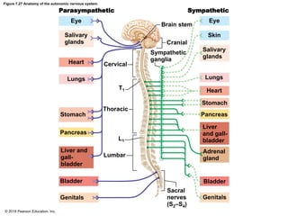 Figure 7.27 Anatomy of the autonomic nervous system.
Parasympathetic
Eye
Salivary
glands
Heart
Lungs
T1
Thoracic
Sympathetic
Brain stem
Cranial
Eye
Skin
Sympathetic
ganglia
Salivary
glands
Lungs
Heart
Stomach
Pancreas
Liver
and gall-
bladder
Adrenal
gland
Cervical
Stomach
Pancreas
Liver and
gall-
bladder
Bladder
Genitals
L1
Lumbar
Bladder
Sacral
nerves
(S2–S4)
Genitals
© 2018 Pearson Education, Inc.
 