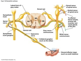 Figure 7.28 Sympathetic pathways.
Lateral horn of
gray matter
Dorsal root
Dorsal ramus
of spinal nerve
Ventral ramus
of spinal nerve
Sympathetic
trunk
Spinal
nerve
(c)
(a)
(b)
To effector:
blood vessels,
arrector pili
muscles, and
sweat glands
of the skin
Ventral root
Sympathetic
trunk ganglion
Splanchnic
nerve
Gray ramus
communicans
White ramus
communicans
Collateral ganglion
(such as the celiac)
Visceral effector organ
(such as small intestine)
© 2018 Pearson Education, Inc.
 