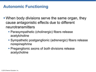Autonomic Functioning
 When body divisions serve the same organ, they
cause antagonistic effects due to different
neurotransmitters
 Parasympathetic (cholinergic) fibers release
acetylcholine
 Sympathetic postganglionic (adrenergic) fibers release
norepinephrine
 Preganglionic axons of both divisions release
acetycholine
© 2018 Pearson Education, Inc.
 
