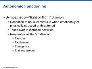 Autonomic Functioning
 Sympathetic—―fight or flight‖ division
 Response to unusual stimulus when emotionally or
physically stressed or threatened
 Takes over to increase activities
 Remember as the ―E‖ division
 Exercise
 Excitement
 Emergency
 Embarrassment
© 2018 Pearson Education, Inc.
 