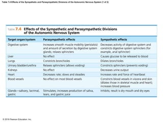 Table 7.4 Effects of the Sympathetic and Parasympathetic Divisions of the Autonomic Nervous System (1 of 2)
© 2018 Pearson Education, Inc.
 