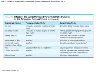 Table 7.4 Effects of the Sympathetic and Parasympathetic Divisions of the Autonomic Nervous System (2 of 2)
© 2018 Pearson Education, Inc.
 
