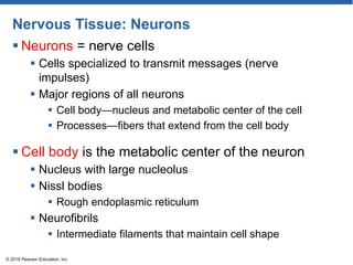 Nervous Tissue: Neurons
 Neurons = nerve cells
 Cells specialized to transmit messages (nerve
impulses)
 Major regions of all neurons
 Cell body—nucleus and metabolic center of the cell
 Processes—fibers that extend from the cell body
© 2018 Pearson Education, Inc.
 Cell body is the metabolic center of the neuron
 Nucleus with large nucleolus
 Nissl bodies
 Rough endoplasmic reticulum
 Neurofibrils
 Intermediate filaments that maintain cell shape
 