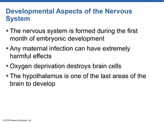 Developmental Aspects of the Nervous
System
 The nervous system is formed during the first
month of embryonic development
 Any maternal infection can have extremely
harmful effects
 Oxygen deprivation destroys brain cells
 The hypothalamus is one of the last areas of the
brain to develop
© 2018 Pearson Education, Inc.
 