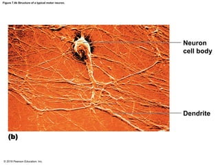 Figure 7.4b Structure of a typical motor neuron.
Neuron
cell body
Dendrite
(b)
© 2018 Pearson Education, Inc.
 