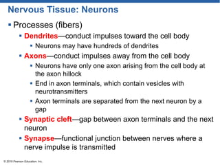 Nervous Tissue: Neurons
 Processes (fibers)
 Dendrites—conduct impulses toward the cell body
 Neurons may have hundreds of dendrites
 Axons—conduct impulses away from the cell body
 Neurons have only one axon arising from the cell body at
the axon hillock
 End in axon terminals, which contain vesicles with
neurotransmitters
 Axon terminals are separated from the next neuron by a
gap
 Synaptic cleft—gap between axon terminals and the next
neuron
 Synapse—functional junction between nerves where a
nerve impulse is transmitted
© 2018 Pearson Education, Inc.
 
