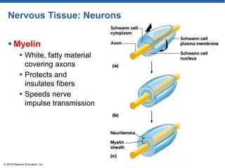 Nervous Tissue: Neurons
 Myelin
 White, fatty material
covering axons
 Protects and
insulates fibers
 Speeds nerve
impulse transmission
© 2018 Pearson Education, Inc.
 