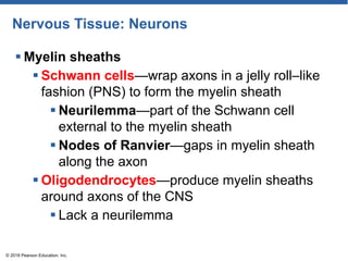 Nervous Tissue: Neurons
 Myelin sheaths
 Schwann cells—wrap axons in a jelly roll–like
fashion (PNS) to form the myelin sheath
 Neurilemma—part of the Schwann cell
external to the myelin sheath
 Nodes of Ranvier—gaps in myelin sheath
along the axon
 Oligodendrocytes—produce myelin sheaths
around axons of the CNS
 Lack a neurilemma
© 2018 Pearson Education, Inc.
 