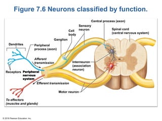 Figure 7.6 Neurons classified by function.
Cell
body
Ganglion
Dendrites Peripheral
process (axon)
Afferent
transmission
Receptors Peripheral
nervous
system
Central process (axon)
Sensory
neuron Spinal cord
(central nervous system)
Interneuron
(association
neuron)
Efferent transmission
Motor neuron
To effectors
(muscles and glands)
© 2018 Pearson Education, Inc.
 