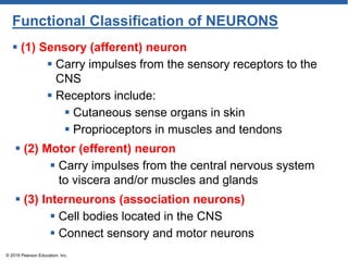 Functional Classification of NEURONS
 (1) Sensory (afferent) neuron
 Carry impulses from the sensory receptors to the
CNS
 Receptors include:
 Cutaneous sense organs in skin
 Proprioceptors in muscles and tendons
© 2018 Pearson Education, Inc.
 (2) Motor (efferent) neuron
 Carry impulses from the central nervous system
to viscera and/or muscles and glands
 (3) Interneurons (association neurons)
 Cell bodies located in the CNS
 Connect sensory and motor neurons
 