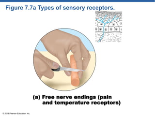 Figure 7.7a Types of sensory receptors.
(a) Free nerve endings (pain
and temperature receptors)
© 2018 Pearson Education, Inc.
 