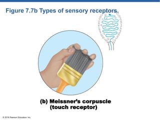 Figure 7.7b Types of sensory receptors.
(b) Meissner’s corpuscle
(touch receptor)
© 2018 Pearson Education, Inc.
 