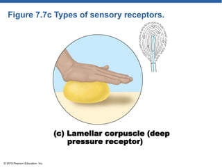 Figure 7.7c Types of sensory receptors.
(c) Lamellar corpuscle (deep
pressure receptor)
© 2018 Pearson Education, Inc.
 