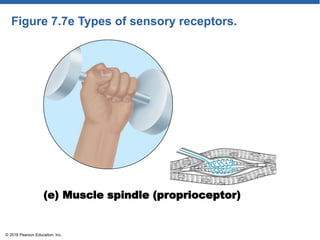 Figure 7.7e Types of sensory receptors.
(e) Muscle spindle (proprioceptor)
© 2018 Pearson Education, Inc.
 