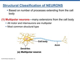 Structural Classification of NEURONS
(1) Multipolar neurons—many extensions from the cell body
 All motor and interneurons are multipolar
 Most common structural type
© 2018 Pearson Education, Inc.
 Based on number of processes extending from the cell
body
 