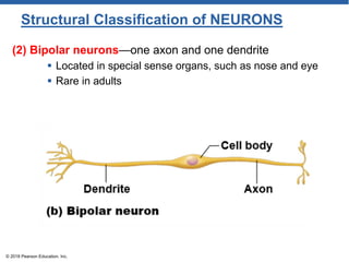 (2) Bipolar neurons—one axon and one dendrite
 Located in special sense organs, such as nose and eye
 Rare in adults
© 2018 Pearson Education, Inc.
Structural Classification of NEURONS
 